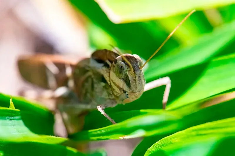

Шины для туринговых автомобилей 1:10, для шоссейных гонок, с сильным сцеплением, 94123 HSP 94122 Cherry Blossom D3 D4 6087