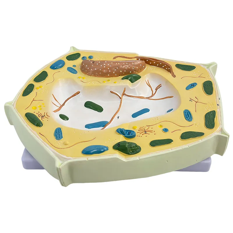 Animal plant cell model microstructure anatomical model