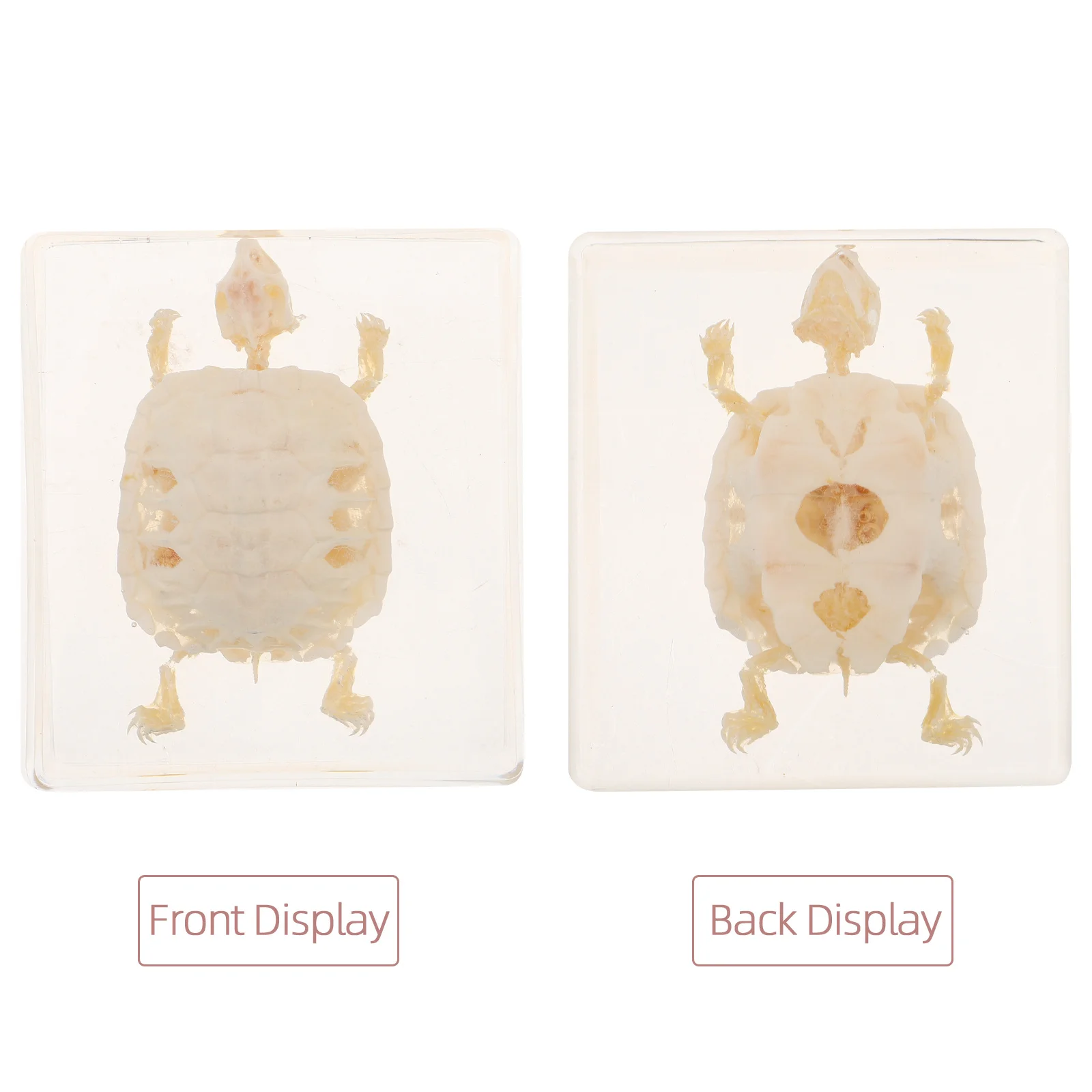 Authentic Brazilian Turtle Specimen for Educational Display Biology Science Anatomy Study Real Animal Bone Structure