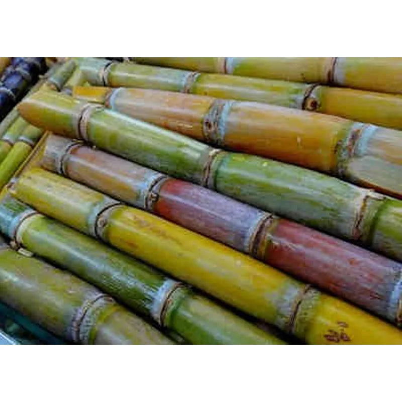 Electric Commercial Sugar Cane Peeler High Productivity Fully Automatic Sugarcane Peeling Machine