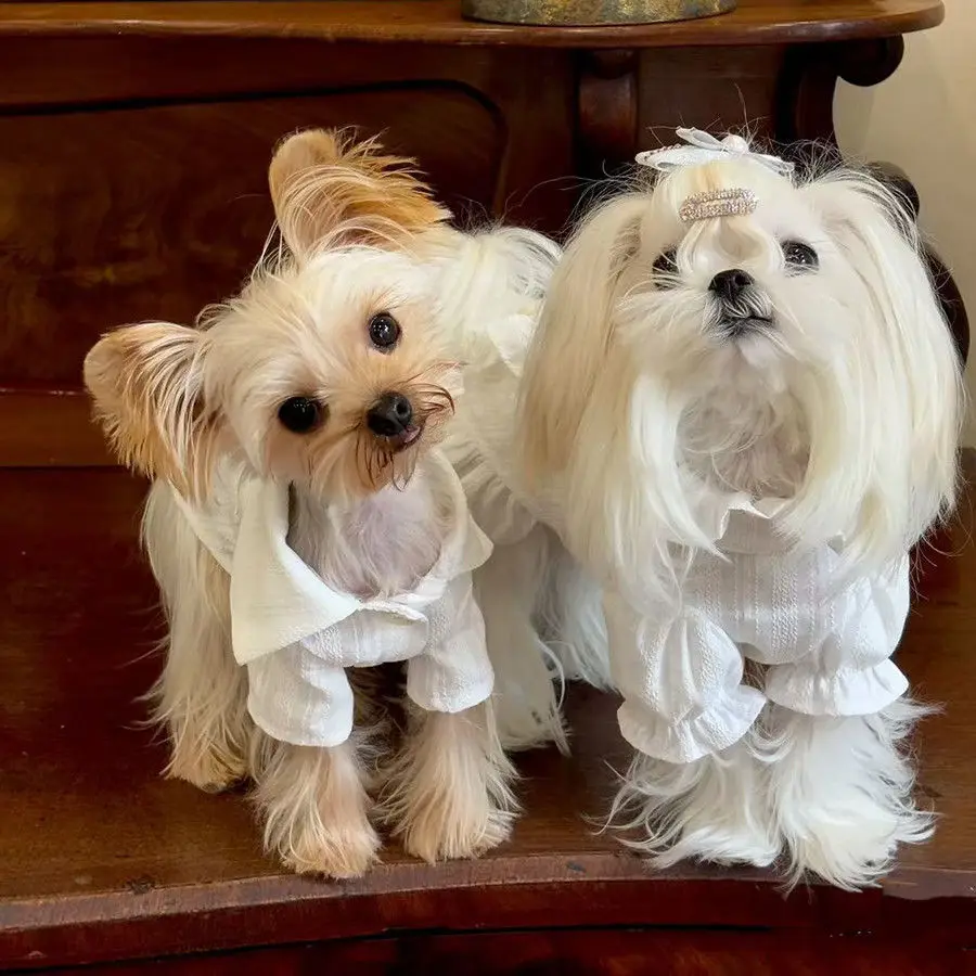 Lace Trim Dog Shirt & Skirt Set - Spring Summer Breathable Polyester - Matching Couple Outfits For Chihuahua Yorkshire Puppy