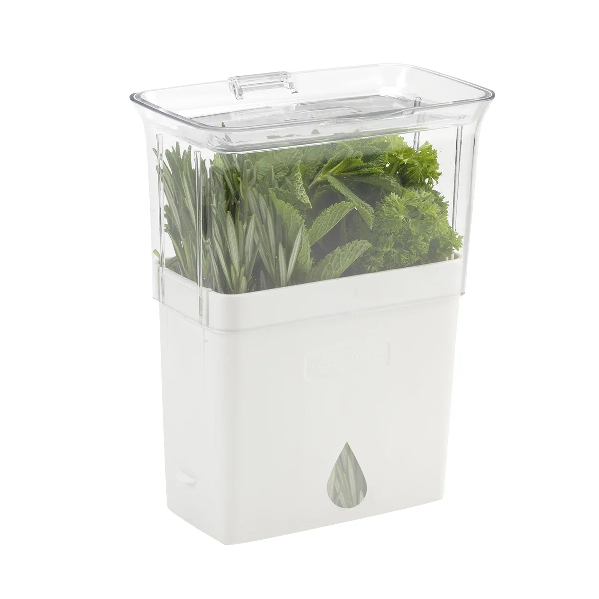 

Bestselling Herb Storage Box for Fresh Vegetables, Ideal for Preserving Cilantro