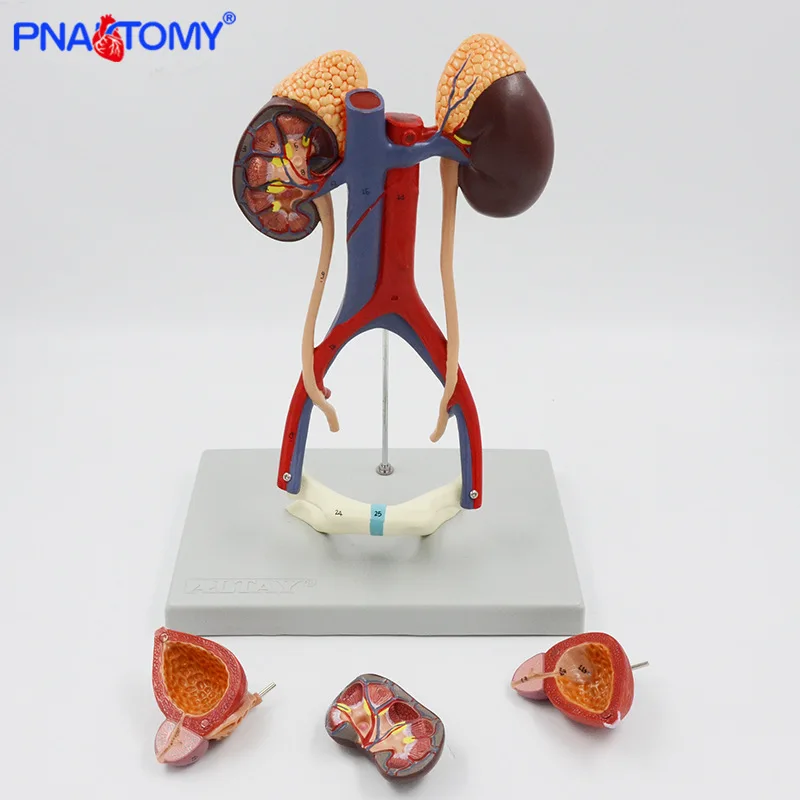 Urinary System Model, Renal Anatomy, Bladder Arteriovenous Urology, Display Teaching Prop