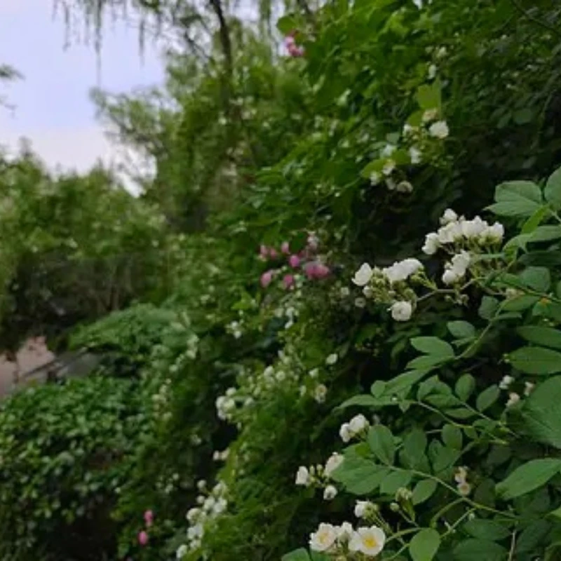 

JX Сервопривод PDI-HV6216MG 15 кг Цифровой водонепроницаемый сервопривод с высоким крутящим моментом Металлическая шестерня Модель самолета RC Автомобили с дистанционным управлением