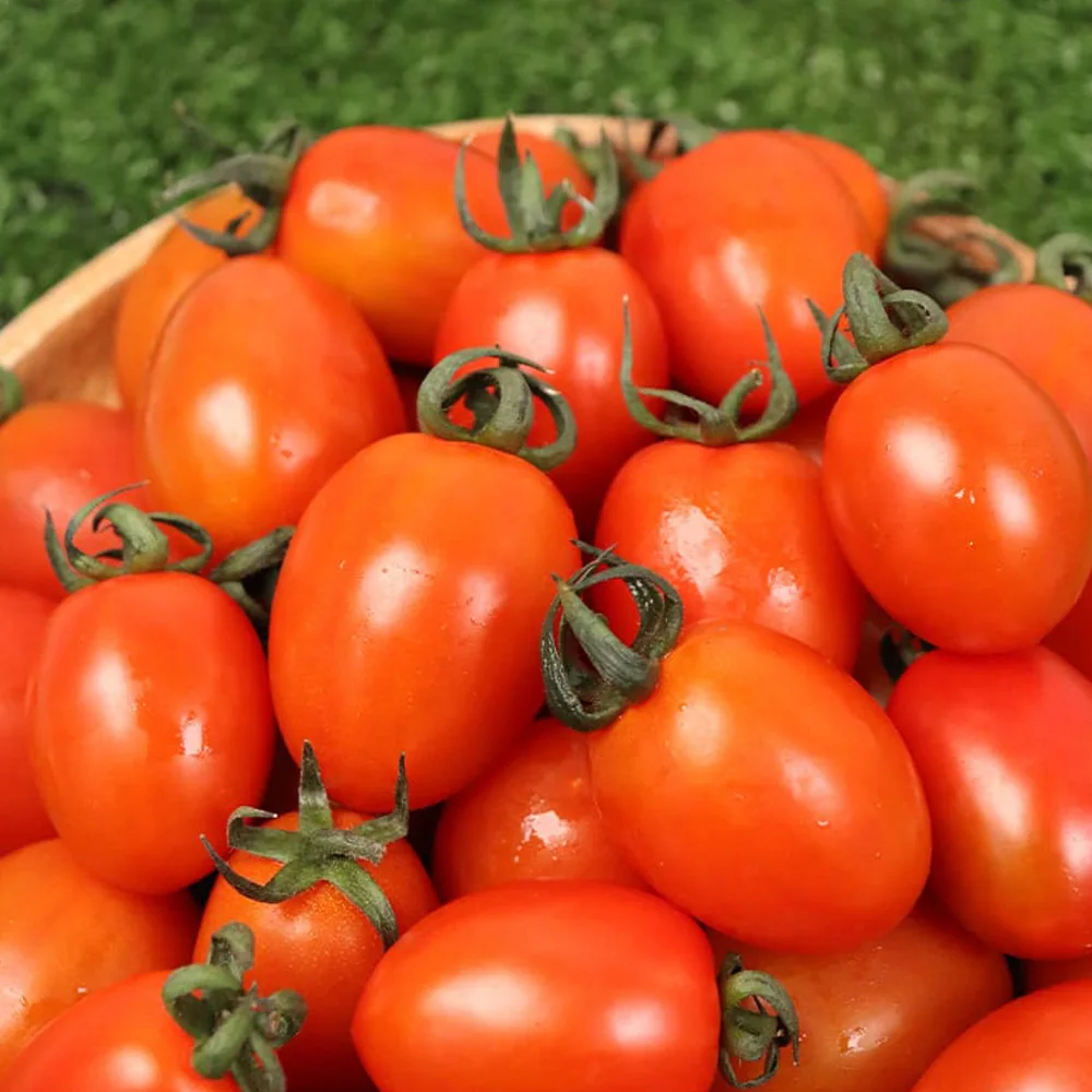 سويت ماكس ستيفيا طماطم كرزية 500 جرام 2 عبوة