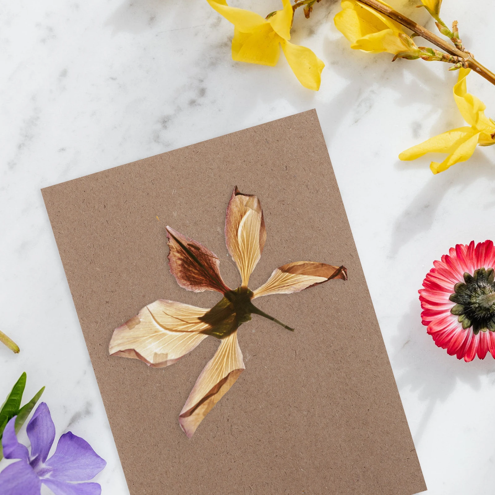 

Flower Press Boards 6 Sheets Dried Flower Pressing Paper Reusable Blotting Paper For Diy Specimen Making Tool Plant Leaf