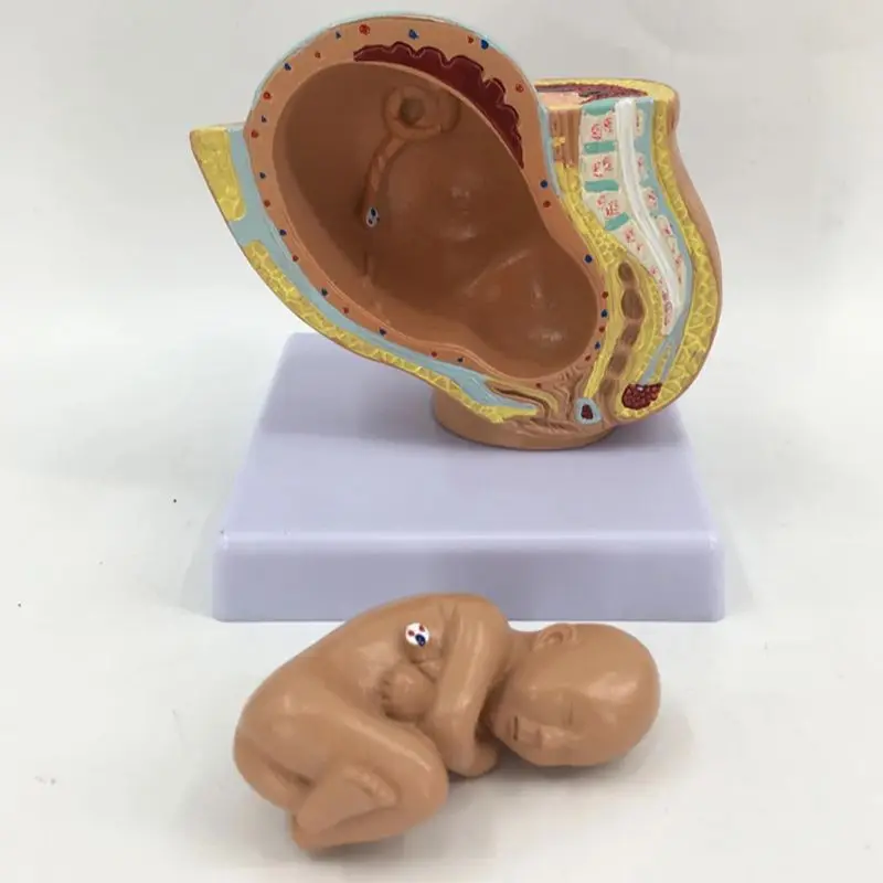 Pregnancy Anatomical Models Anatomical Pregnant Human Female Pelvis with Pregnancy 9 Months Baby Fetus Model Life Size