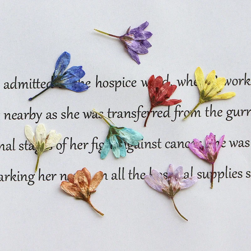 

60Pcs Dried Flower Specimens DIY Resin Photo Frame Bookmarks Pressed Flowers Children's Plant Specimen Painting Materials Pressed Flowers Foxtail Grass Decoration
