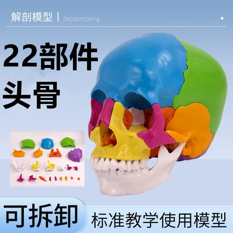 يمكن تقسيمها إلى 22 قطعة 1 إلى 1 بالحجم الطبيعي نموذج جمجمة ملونة تشريح الجمجمة الطبية الجمال طب الأسنان عن طريق الفم #1