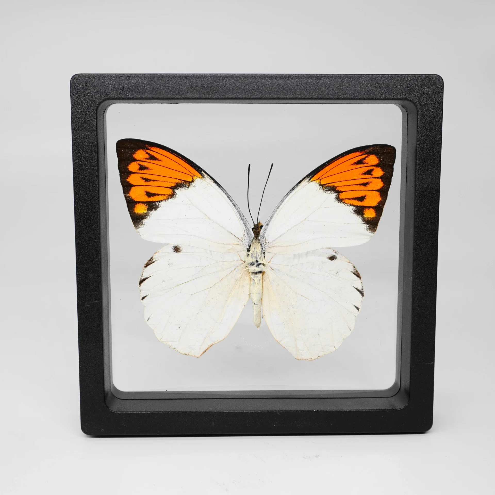 2 Stuks 40 Soorten Echte Vlinder Exemplaren Fotolijst Kantoor Thuis Desktop Boekenplank Ornamenten Zoekcollectie Display Cadeau