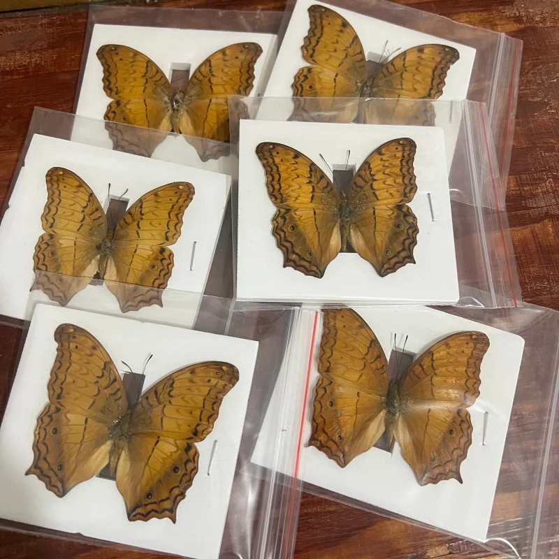 

6-100 шт. натуральных образцов настоящих бабочек (Vindula erota)