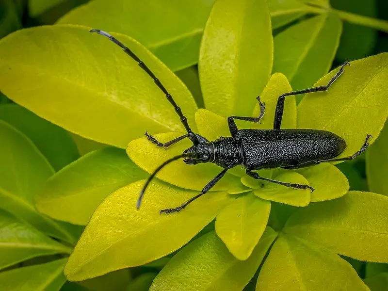 

For MJX Hyper Go RC Car Parts Remote Control 14209 1/14 Off road vehicle beach bike accessories/E45AZ electrically adjustable