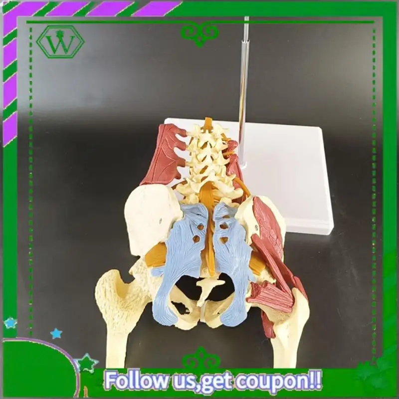 

Reliable-Lumbar Spine Bone Model, Pelvis Model, Pelvic Floor Muscle Anatomy Model Life Size Adult Skeleton Anatomical Model