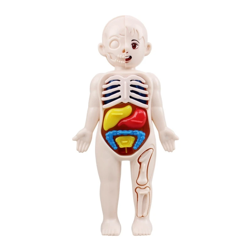 3D Human Body Skeleton Organ Structure Model for School Medical Education