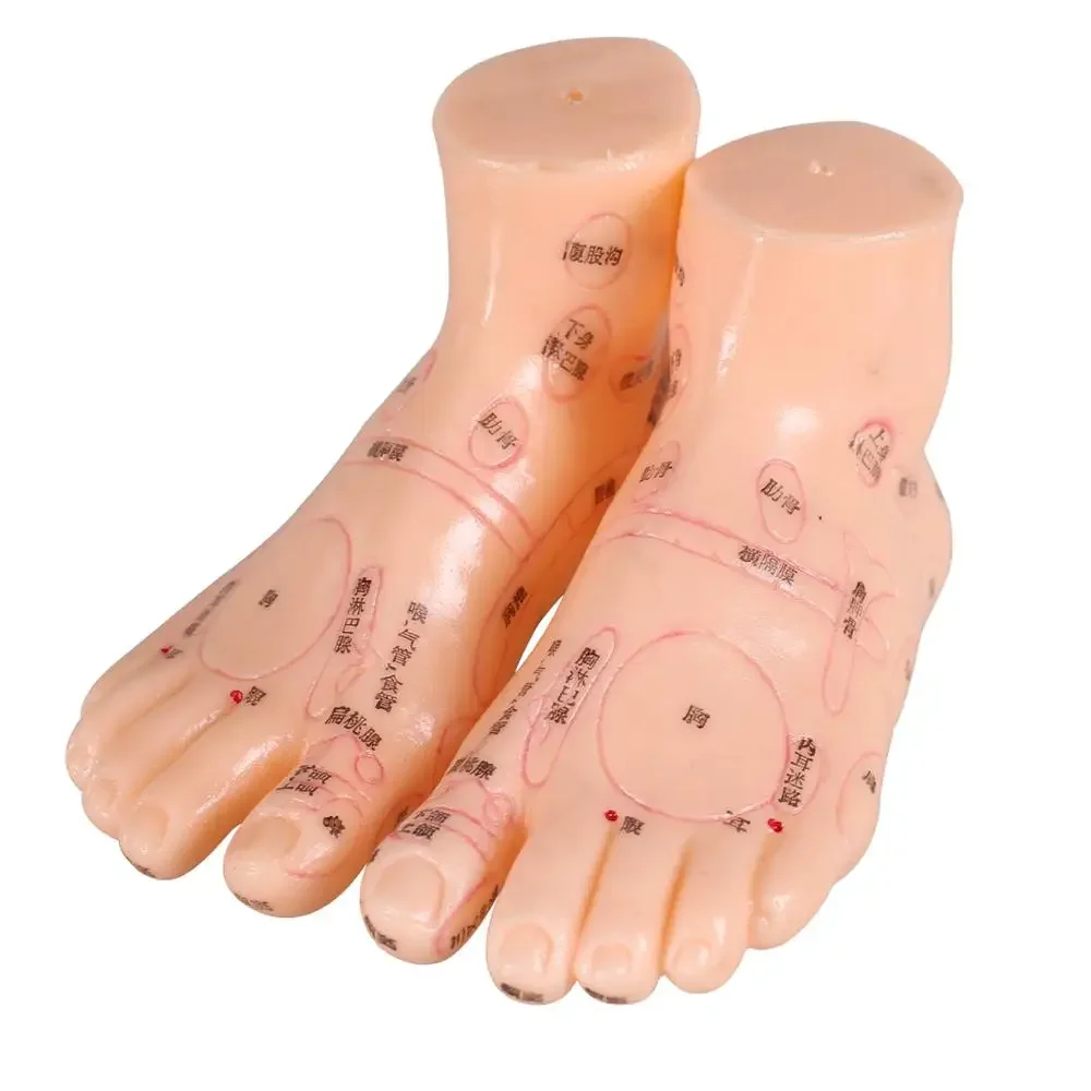 17cm Foot Acupuncture Model Set Foot Acupuncture Needle Acupoint Model Foot Acupuncture Point Model 2 Pieces