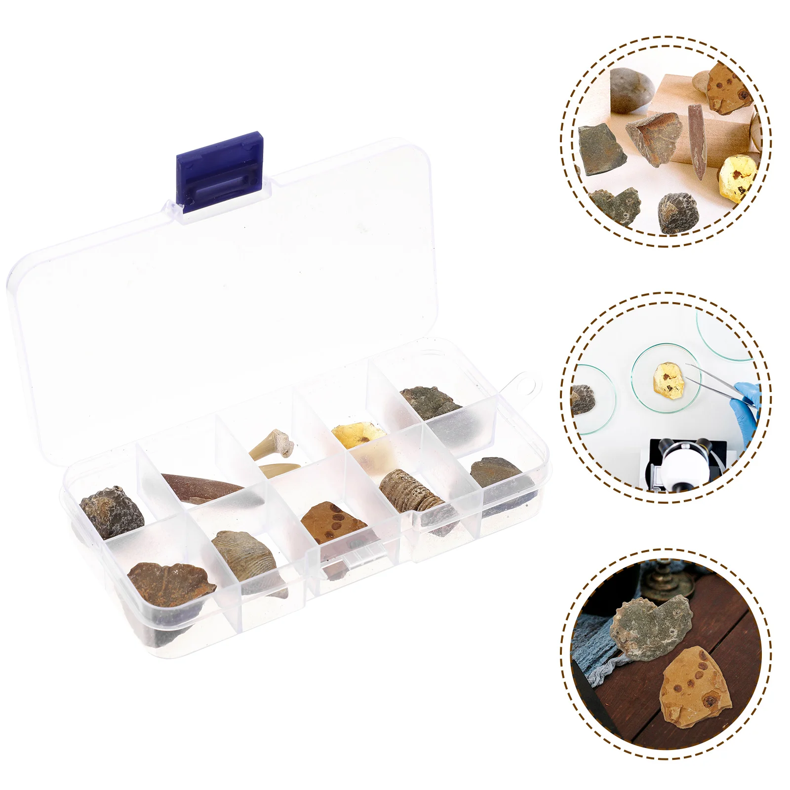 10 Pcs Natural Amber Biological Specimens Children Toys Gemstone Dig Kit