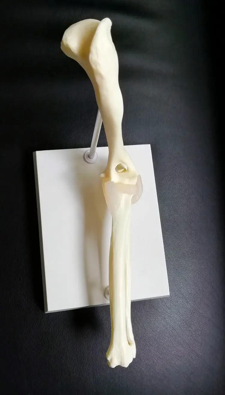 Canine Elbow Joint Skeleton Anatomical Model Animal Veterinary Teaching Demonstration Model for Pet Medical Education
