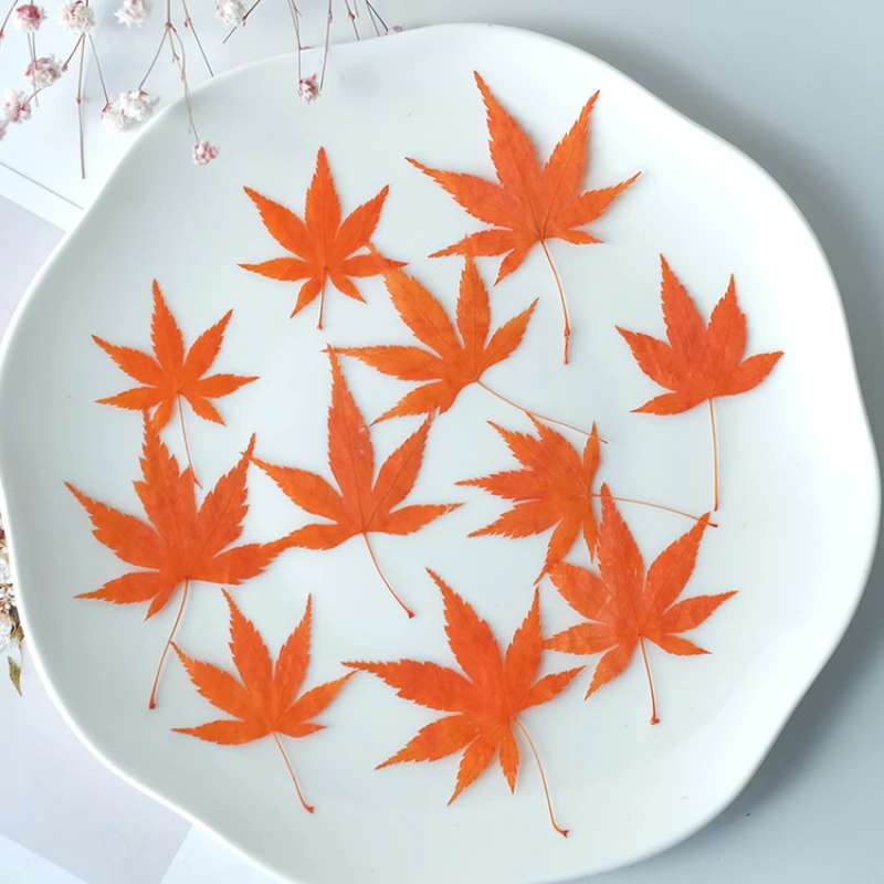 

24PCS,Real pressed Maple leaf in various colors,children's teaching materials DIY phone case plant bookmarks aromatherapy candle