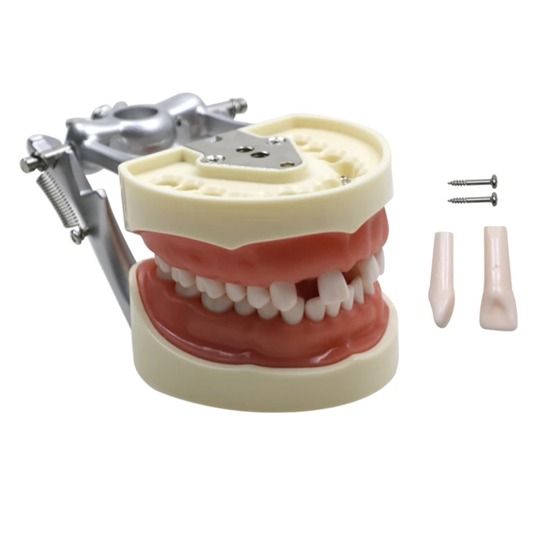 

GREATLH Dental Teeth Model Dentistry Typodont Model for Dental Technician Practice Training Model Dental Instrument