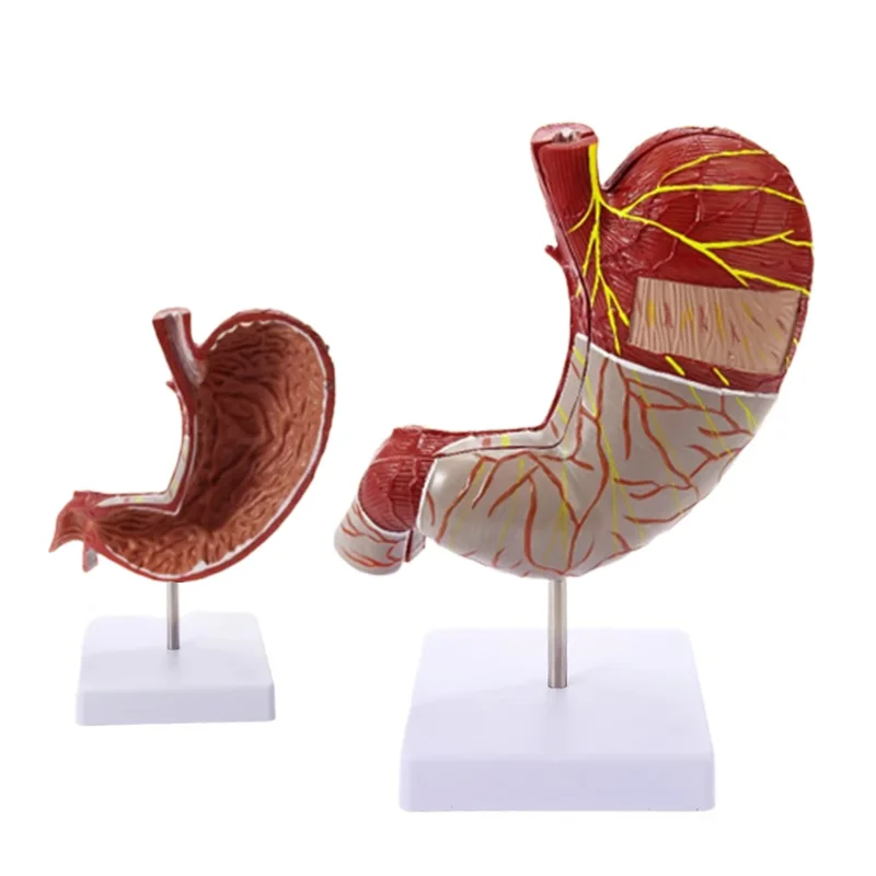 

Human Stomach Model 1.5XEnlarged 2Parts Detachable Anatomical Model Anatomy for Science Classroom Study Display Teaching Medical