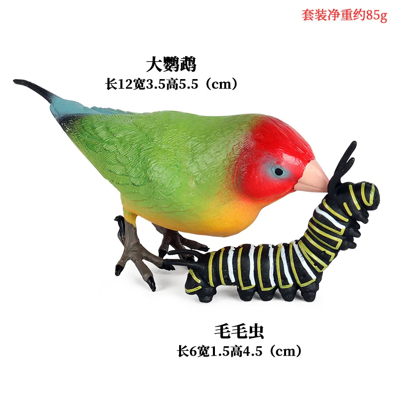 Children's simulation animal model solid wild bird animal world parrot colorful blackbird plastic toy decoration