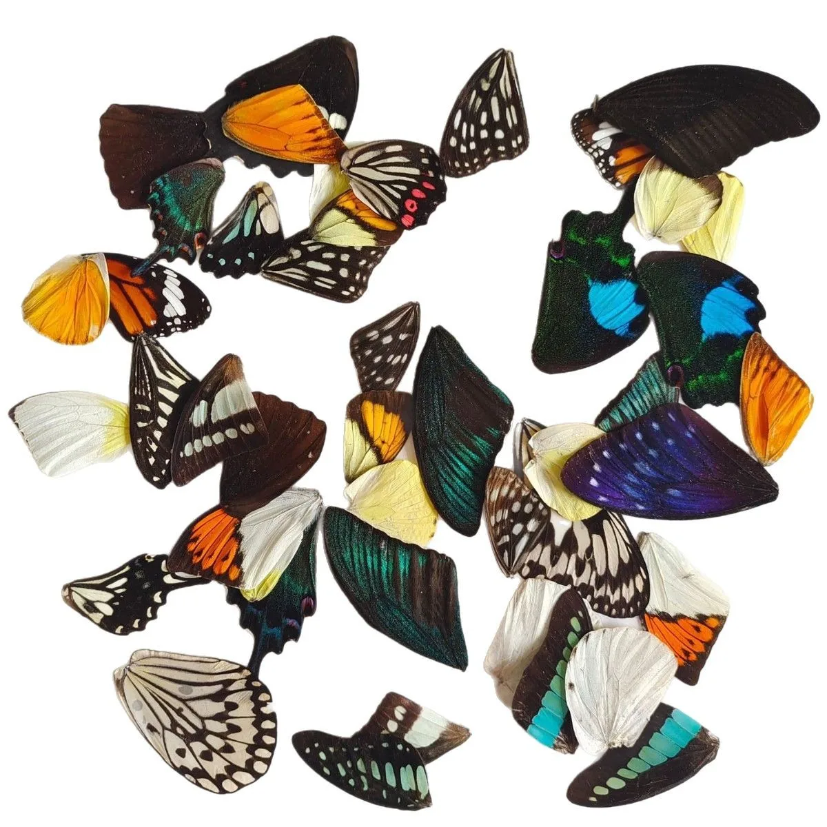 100Pcs 홈 장식 재료, 나비 표본 날개, 아름다운 나비 날개, 진짜 나비 날개 요정 정원