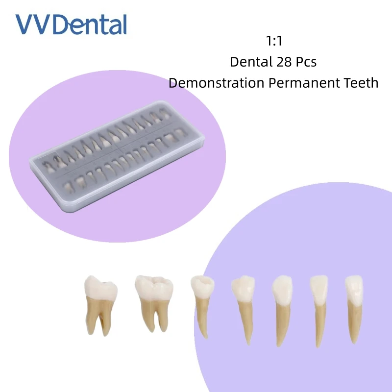

VV Dental 28Pcs 1: 1 Permanent Teeth Model Demo Studying Dentistry Products Tool Standard Full Mouth