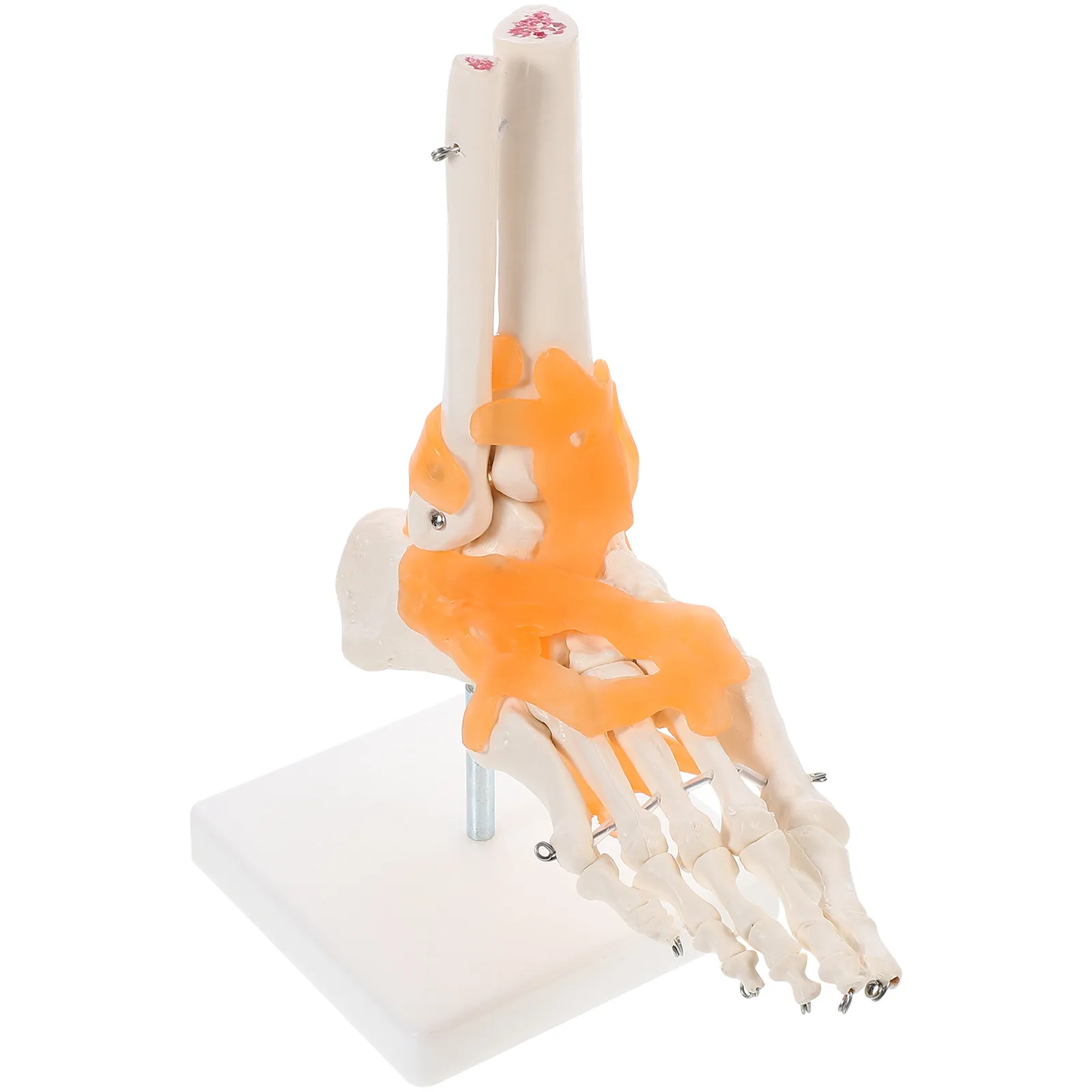1Pcs Foot Anatomically Correct with Ligaments Educational Display Base Human Foot Joint Teaching Aid