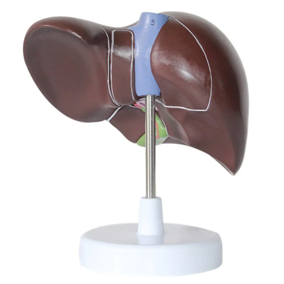 Best of 2026 New Human Liver Simulation Model Anatomy PVC Natural Life Size Porta Hepatic Gallbladder Bile Duct Structure Model