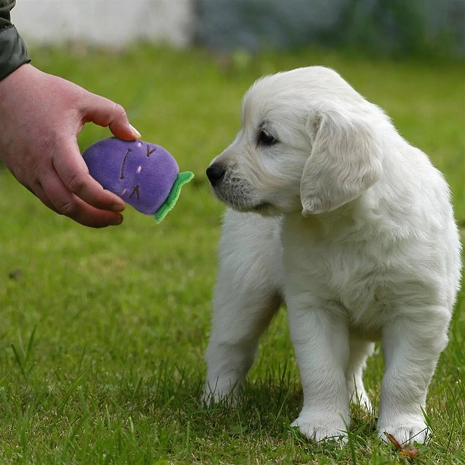 Игрушки для собак для маленьких собак Фрукты и овощи Плюшевые игрушки для щенков Плюшевые игрушки Jugetes Para Perros Милые игрушки для собак (упаковка из 5 шт.)