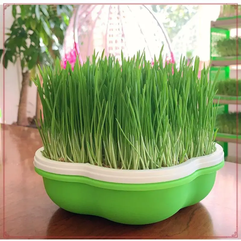 Bean Sprout Germination Pot Soilless Hydroponic Germination Pot Wheat Seedling Planting Pot Sprout Seedling Tray