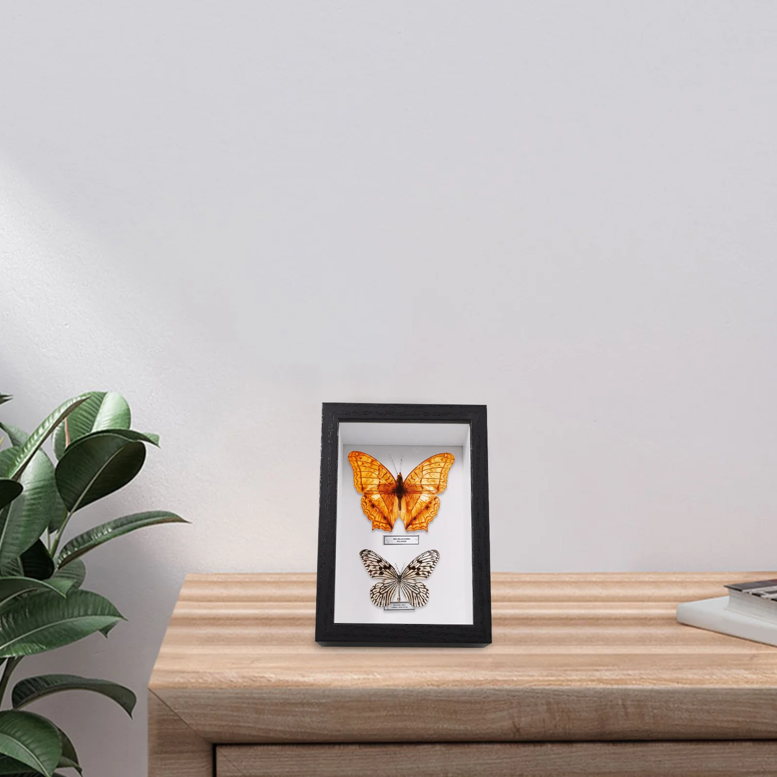 

Insect Specimen Box Glass Display Frame Wooden Memory Photo Butterfly Rustic Dried Flowers Small Shadow Box Medal Keepsake