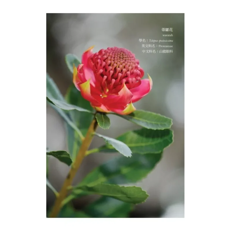 When She Was Born Plant A Daze Rice Tree For Her Australian FlowerandBird Hand Note No 2 Li Xia Hiking 9786267659199 Book view 4