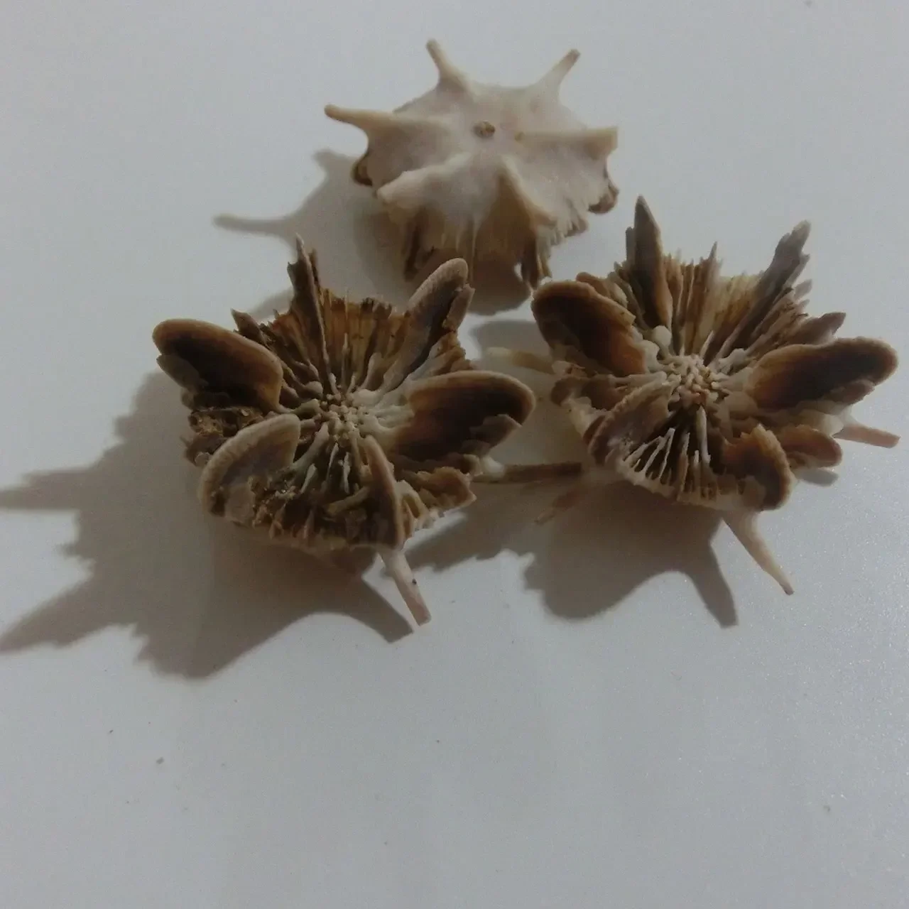 Natural small conch shell fish tank landscaping decoration photography props bench chrysanthemum sea urchin shell