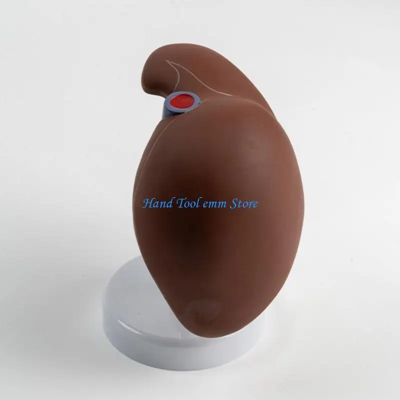 

H37F Realistic Human Anatomical Liver Model for Liver Study Medical Lecture