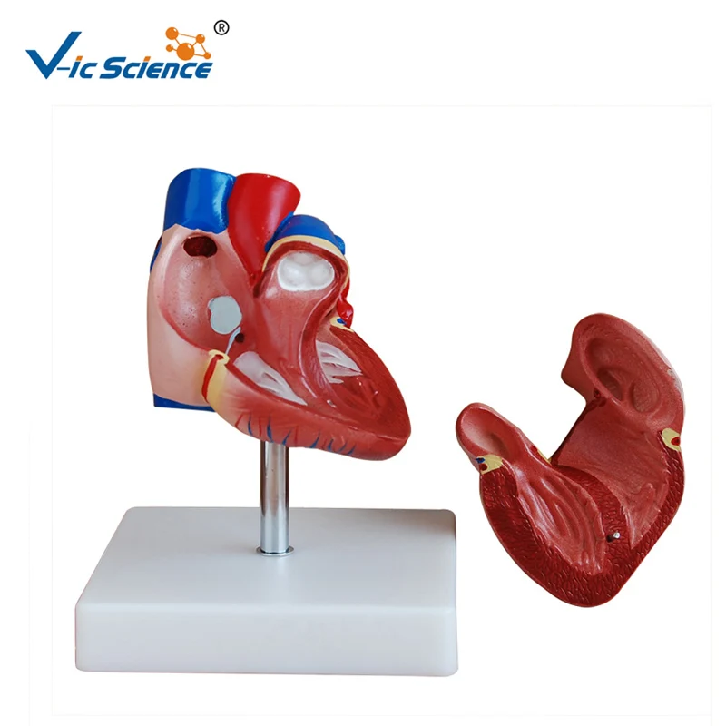 

Advanced PVC Medical New Style Life Size Human Heart Anatomical Model for Students Teaching