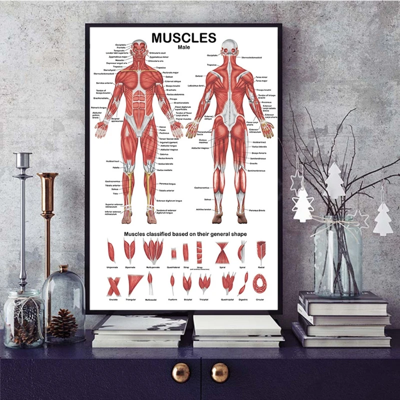 Y1UB Profesjonalny wykres anatomiczny ludzkiego układu mięśniowego Anatomia ludzkich mięśni Plakat do wykładu edukacyjnego 19,69