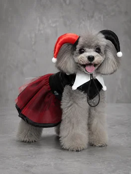 Jester Pet Costume 1
