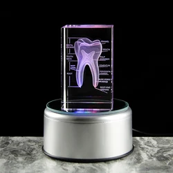Organ model with rotating base collection of medical student teaching tools classroom display artwork