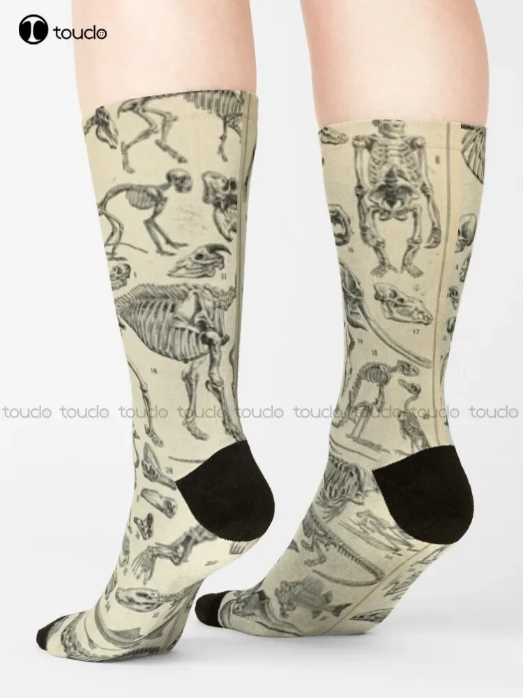 Skeletal Anatomy Bones Natural History Anatomy Skeleton Animals Socks Thin Socks Women Unisex Adult Teen Youth Socks Custom Sock