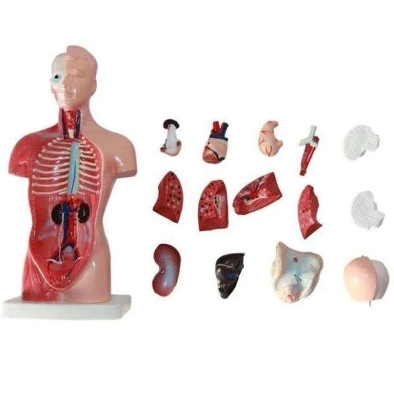 26cm Anatomy Human Torso Body Medical Model Anatomical Heart Brain Skeleton Internal Organs Teaching Learning Supplies