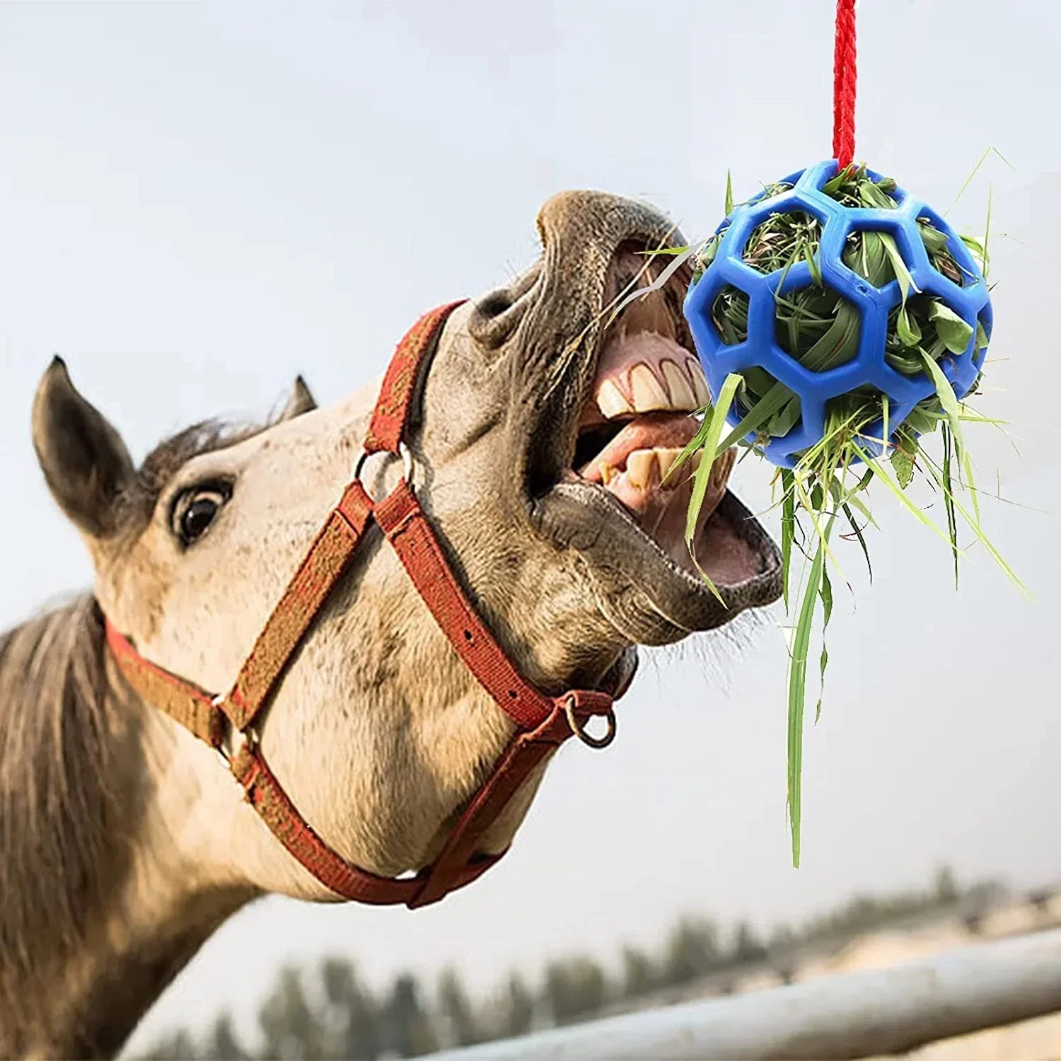 The stable hangs hay feeder toy balls to feed stretch-resistant balls.