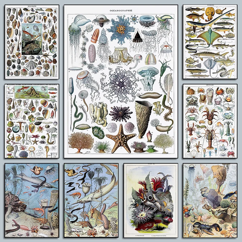 Vintage Sealife Chart Poster Science Art Marine Biology Seashell Ocean Prints Canvas Painting Wall Art Pictures Home Room Dec