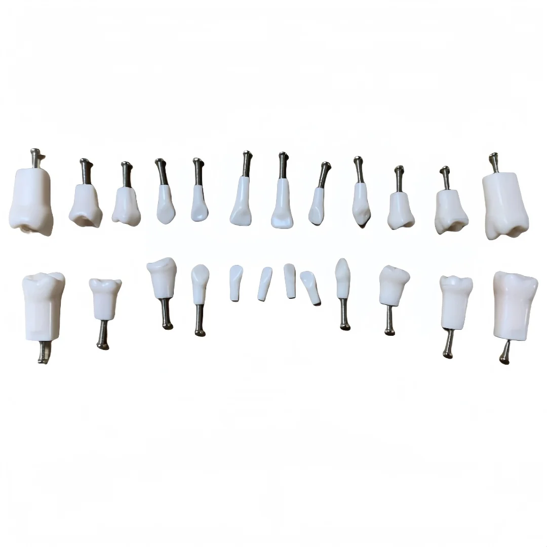 24 قطعة نموذج ممارسة الأسنان للأطفال نموذج الأسنان النفضية لطب الأسنان للأطفال وسائل تعليمية لتدريب تعليم الأسنان #1