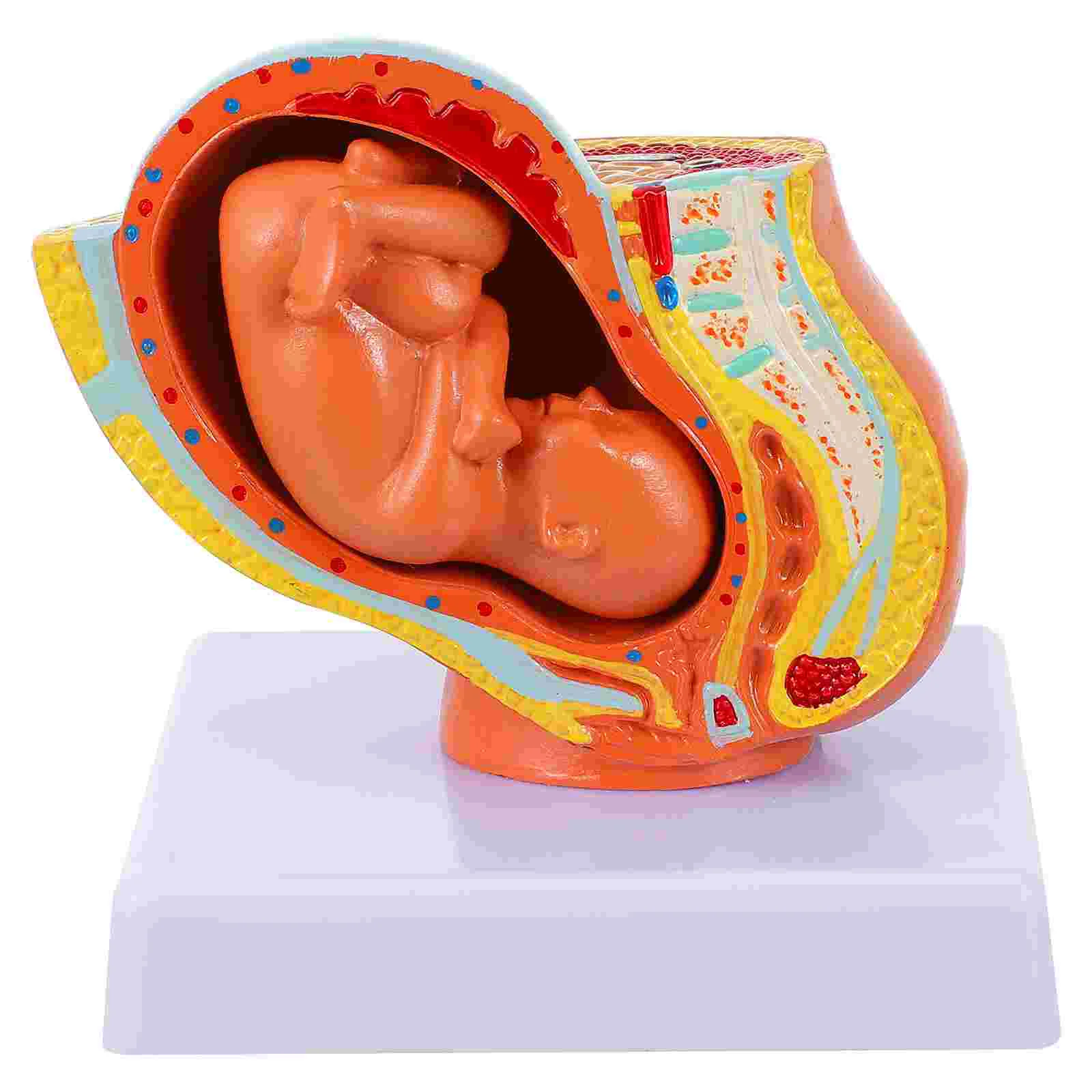 Embryo Model Uterine Human Anatomy Childbirth Models Female Pregnancy Display Nine-months Stainless Steel