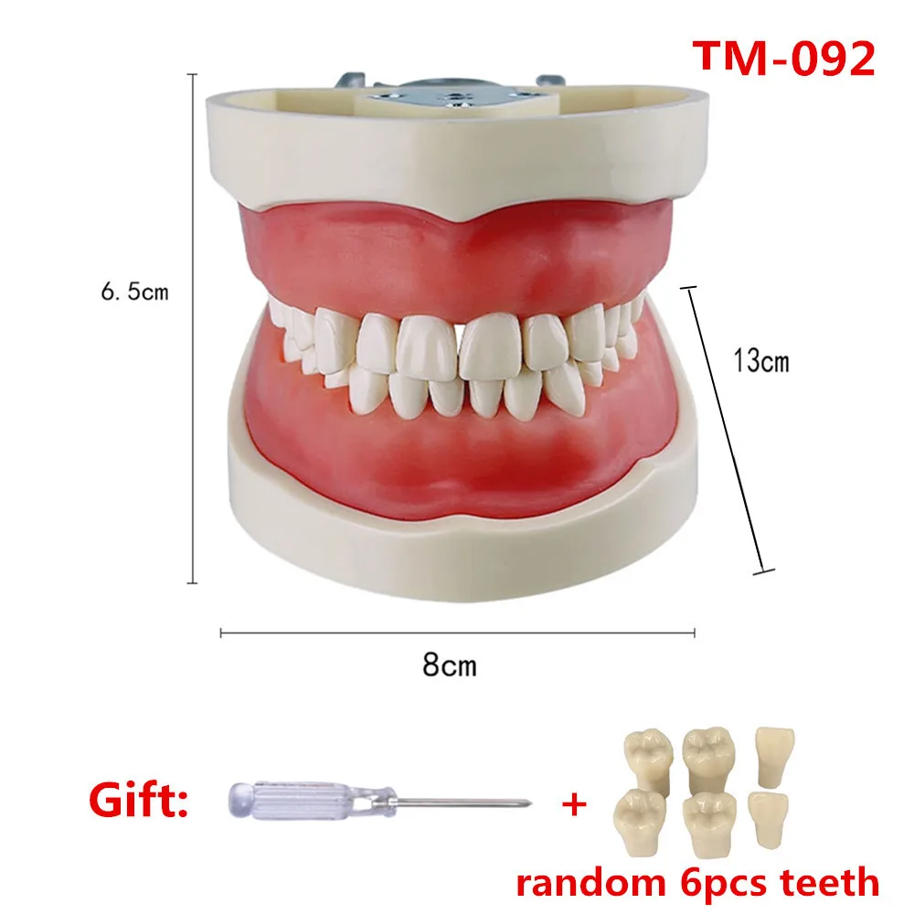 Dental Typodont Model With Removable Teeth 32 Teeth Model For Dental Technician Practice Training Studying Teaching   Jaw Models