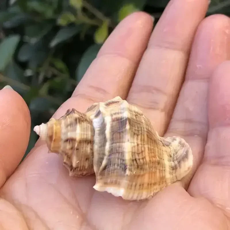 4PCS Conch Shell Angular Rock Conch Shellfish Hermit Crab Replacement Shell Aquarium Fish Tank Landscaping Decoration Ornaments