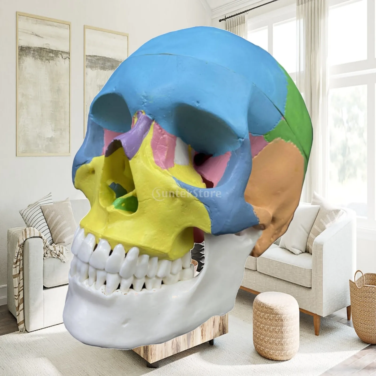 Human Skull Model Anatomical Head Replica PVC Craft for Medical Student Study Self Learning Display Piece with Realistic Surface
