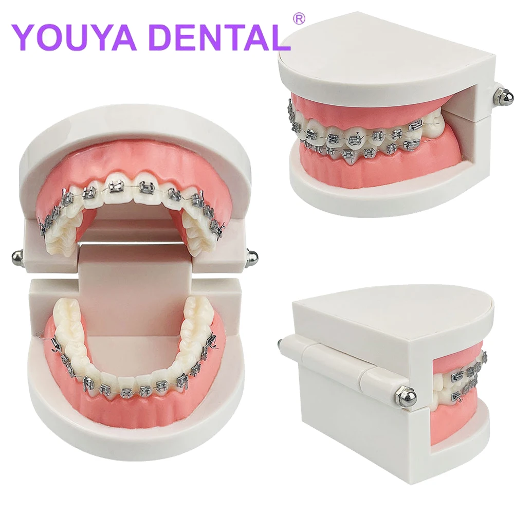 Stomatologiczny ortodontyczny Typodont z metalowym wspornikiem drut łukowy stomatologia ortodontyczny Model zębów dla dentysty Model demonstracyjny