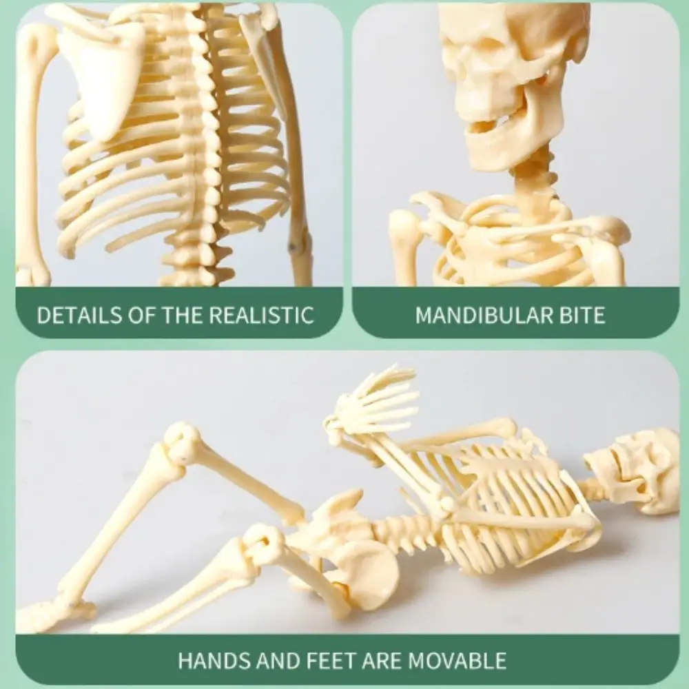 Human Bone Model DIY Assembly Skeletal Montessori Early Education Toy For Children Removable Structural Skeleton Teaching Tools